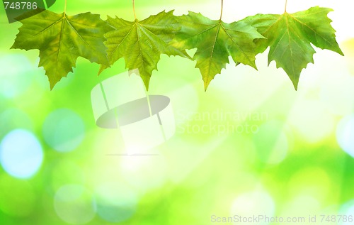 Image of Beautiful green leaves with green background in spring