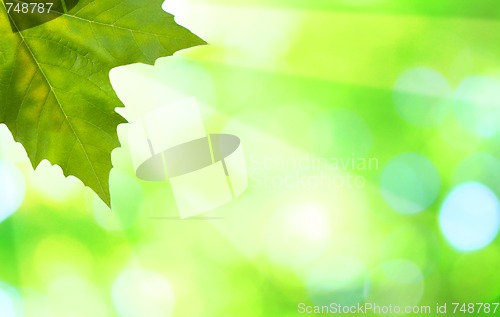 Image of Beautiful green leaves with green background in spring