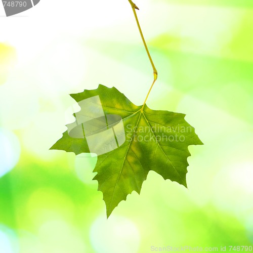 Image of Beautiful green leaves with green background in spring