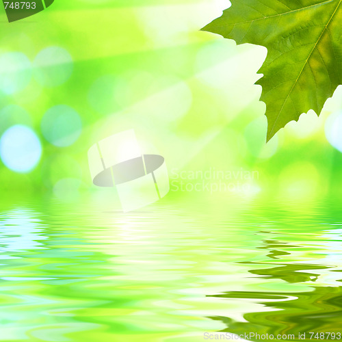 Image of Beautiful green leaves with green background in spring