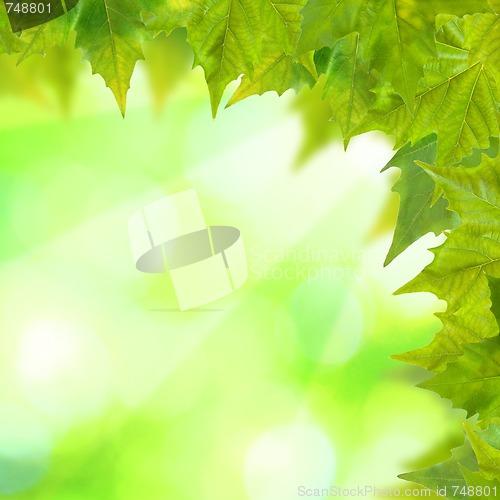 Image of Beautiful green leaves with green background in spring