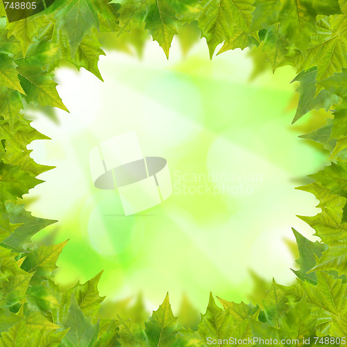 Image of Beautiful green leaves with green background in spring