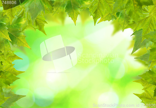 Image of Beautiful green leaves with green background in spring
