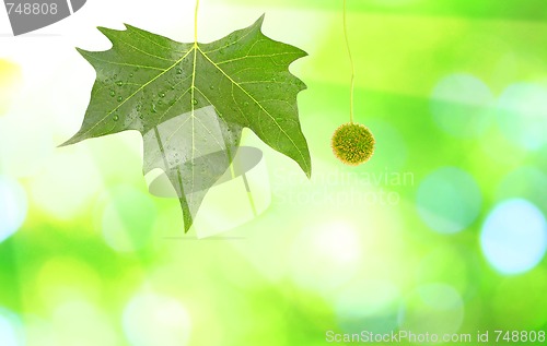Image of Beautiful green leaves with green background in spring