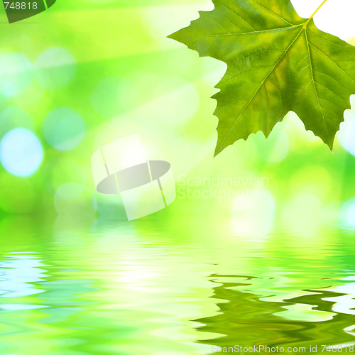 Image of Beautiful green leaves with green background in spring