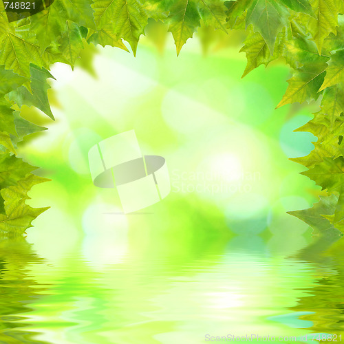 Image of Beautiful green leaves with green background in spring