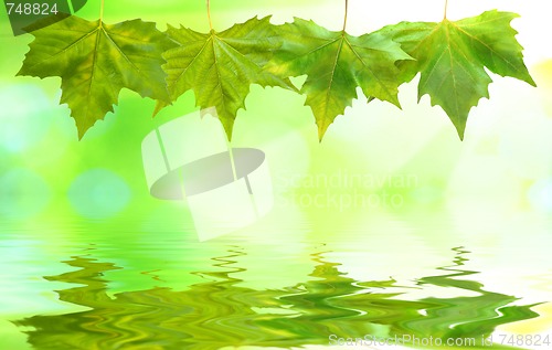 Image of Beautiful green leaves with green background in spring