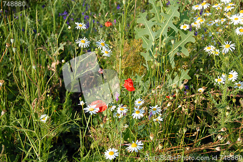 Image of Summer meadow flowers