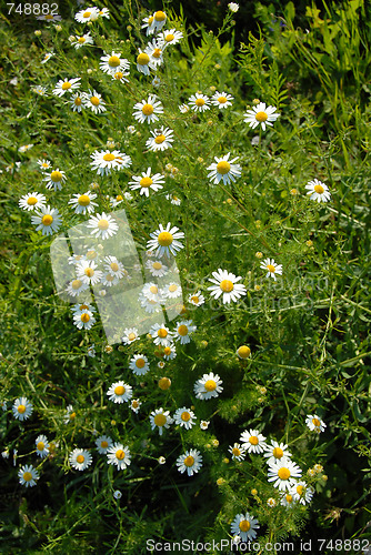 Image of Summer daisy background
