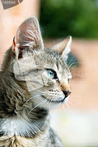 Image of Young mixed-bread cat portrait