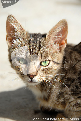 Image of Young mixed-bread cat portrait