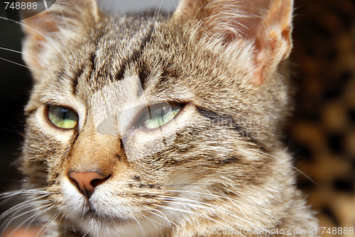 Image of Young mixed-bread cat portrait