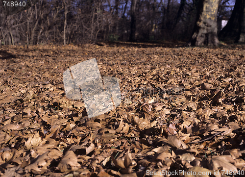 Image of Autumn