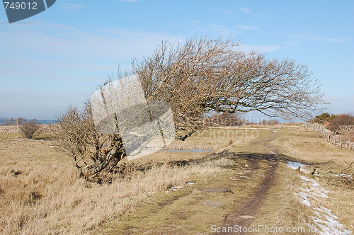 Image of Windblown tree.