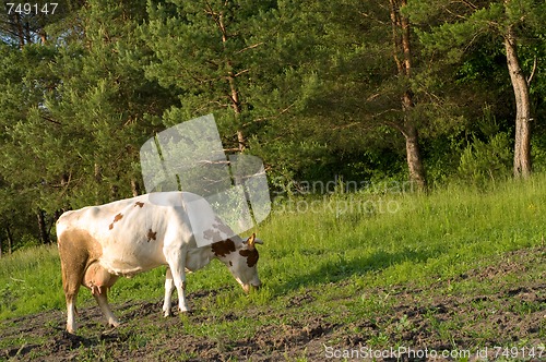 Image of Cow on meadow