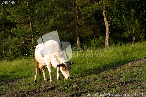 Image of Cow on meadow