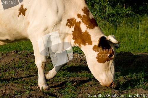 Image of Cow on meadow