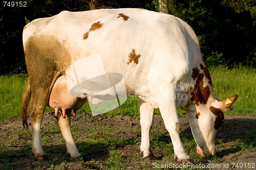 Image of Cow on meadow