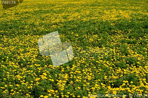 Image of Field of dandelions