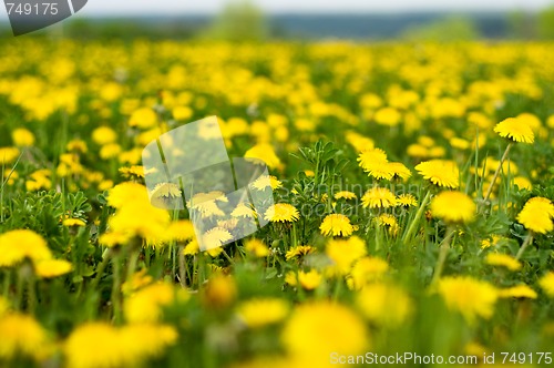 Image of Field of dandelions