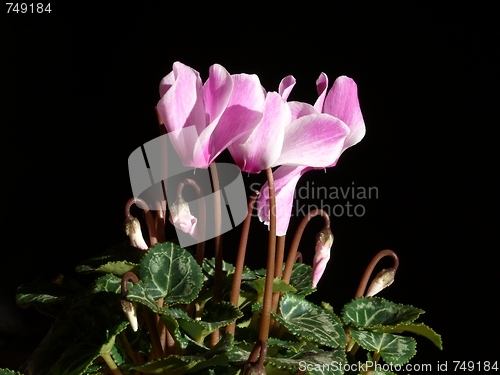 Image of Pink cyclamen