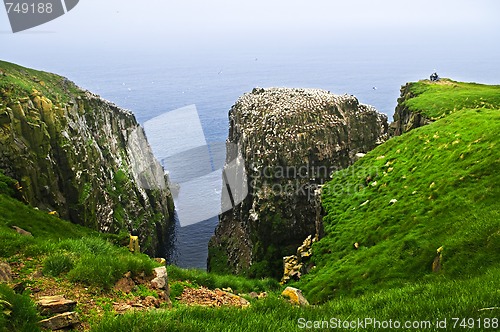 Image of Clilffs at Cape St. Mary's Ecological Bird Sanctuary