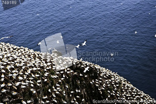 Image of Gannets at Cape St. Mary's Ecological Bird Sanctuary