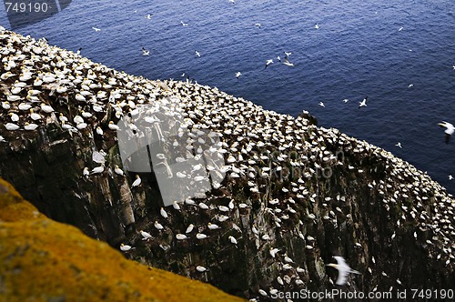 Image of Gannets at Cape St. Mary's Ecological Bird Sanctuary