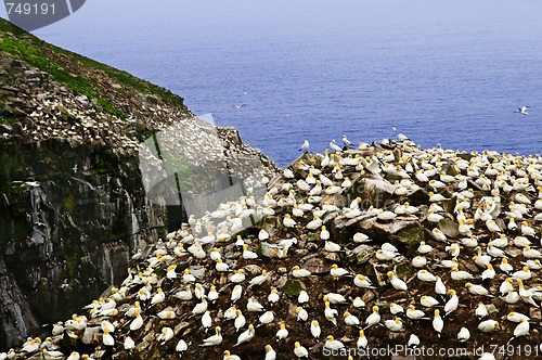 Image of Gannets at Cape St. Mary's Ecological Bird Sanctuary