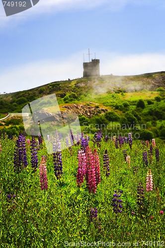 Image of Garden lupin flowers at Signal Hill