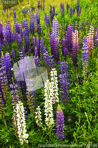 Image of Purple and pink garden lupin flowers