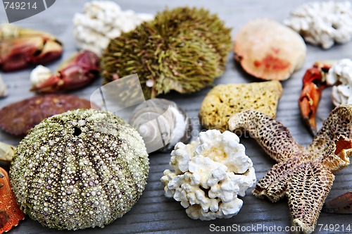 Image of Sea treasures