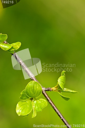 Image of Green spring leaves