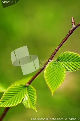 Image of Green spring leaves