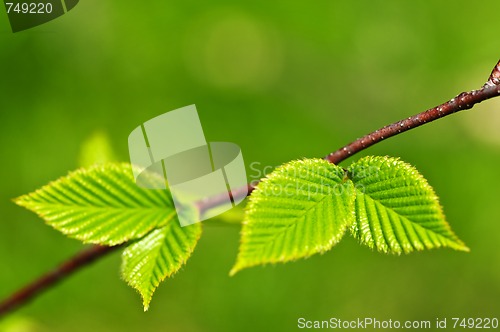 Image of Green spring leaves