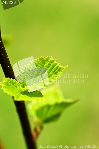 Image of Green spring leaves