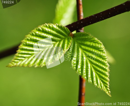 Image of Green spring leaves