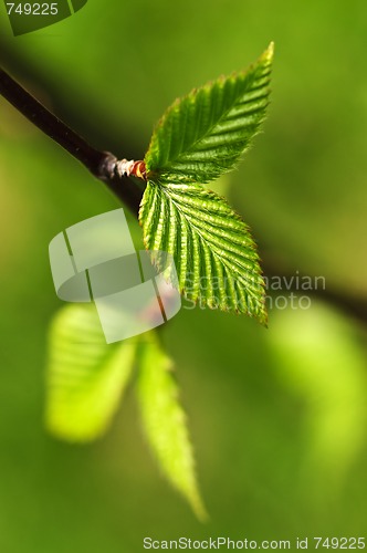 Image of Green spring leaves