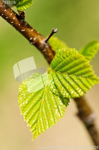 Image of Green spring leaves