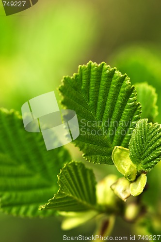 Image of Green spring leaves