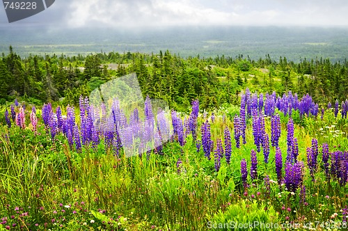 Image of Purple and pink garden lupin flowers