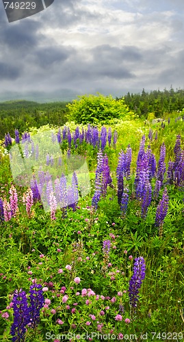 Image of Purple and pink garden lupin flowers