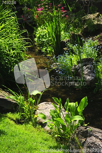 Image of Green plants near creek