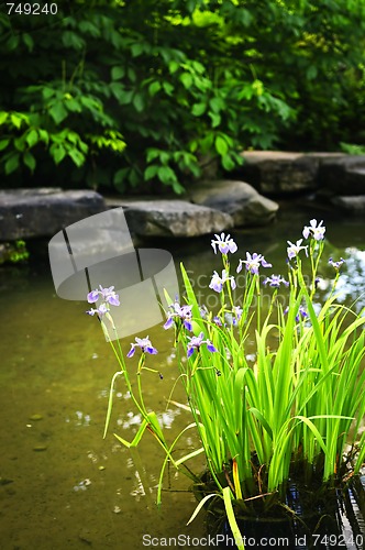 Image of Purple irises in pond