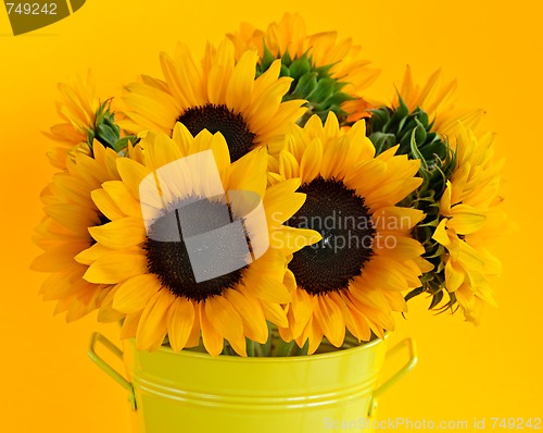 Image of Sunflowers in vase