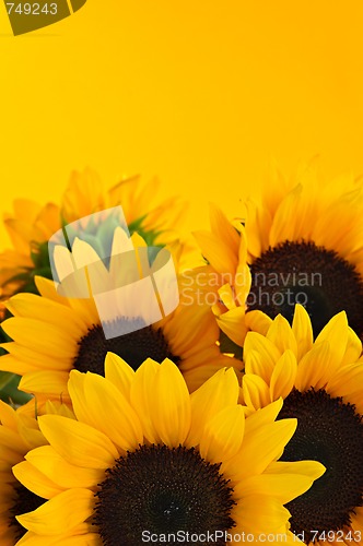 Image of Sunflowers