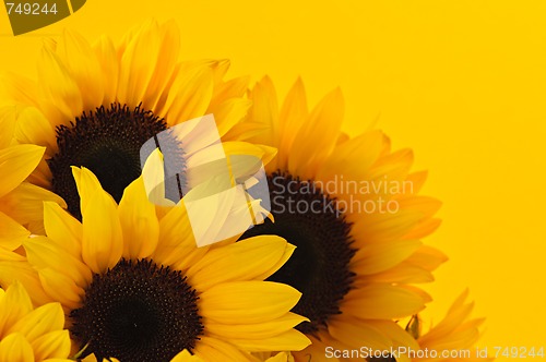 Image of Sunflowers