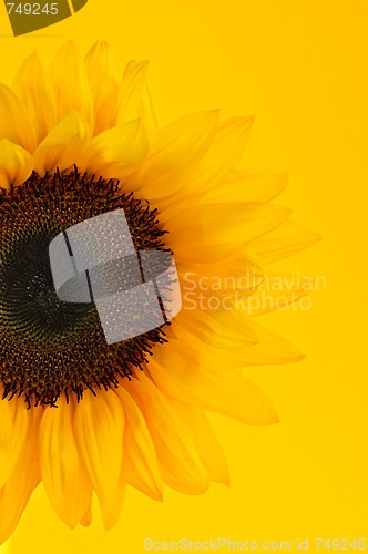 Image of Sunflower closeup