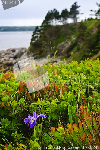 Image of Blue flag iris flower at Atlantic coast