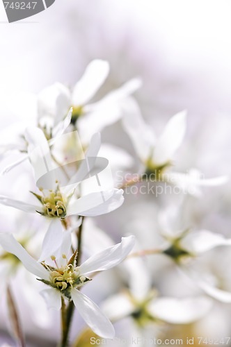 Image of Gentle white spring flowers